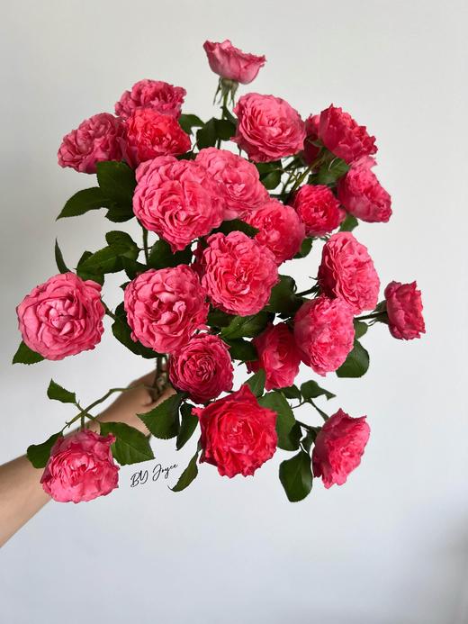 【莓莓软糖多头玫瑰.第二件减10元】5支/份  长约60cm 商品图1
