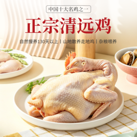 【私域专享】广东清远鸡 山地散养 杂粮喂养 权威检测 人工宰杀 鸡味十足