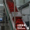 有机鲜榨番茄纯汁|一瓶约有3.5颗有机番茄，味道浓郁|沃野青青基地直发 商品缩略图8