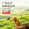 【私域专享】广东清远鸡 山地散养 杂粮喂养 权威检测 人工宰杀 鸡味十足 商品缩略图1