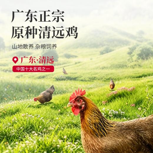 【私域专享】广东清远鸡 山地散养 杂粮喂养 权威检测 人工宰杀 鸡味十足 商品图1