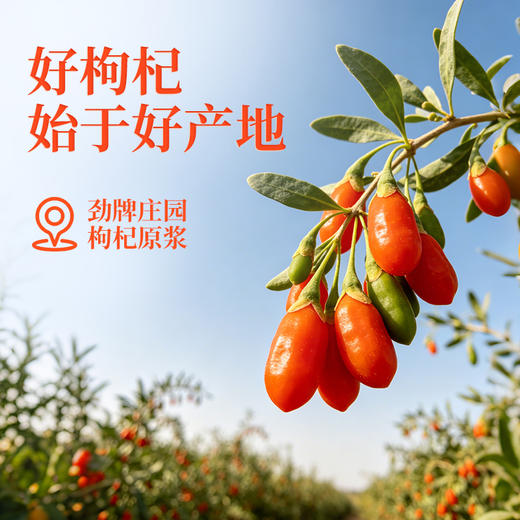 劲牌持正堂枸杞原浆（50ml*4瓶） 商品图2