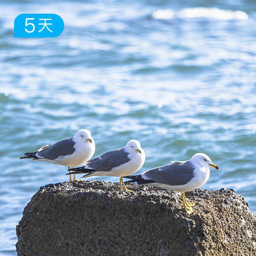 大连轻徒步 | 夏季友好山海徒步线·黄渤海双海穿越·旅顺深度人文 5日 商品图7
