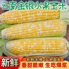 【生吃“爆”浆❗️云南金银水果玉米】新鲜采摘产地直发，黄白相间颗粒饱满，香甜脆嫩自带清甜，颗粒饱满均匀，适配日常解馋、健康饮食代餐，生吃甜玉米棒子苞谷米L 商品缩略图0
