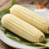 西域美农内蒙古白甜糯玉米280g*7根  中通 商品缩略图9