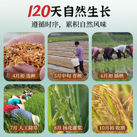 【2025年秋收】谦益香畴有机长香丝大米5斤 大别山区种植 传统老种子 清香软糯 健康安心 煮粥 煮饭 炒饭优选 商品图3