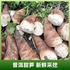 云南普洱甜笋 | 产自云南普洱深山 新鲜现挖可以生吃的水果笋 含大量纤维素回甜无渣 爽口鲜脆 无渣回甜 商品缩略图5