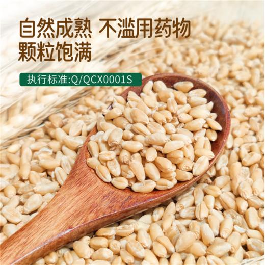 创兴·新疆奇台面粉雪花粉5kg  筋性良好 粉质细腻 商品图3