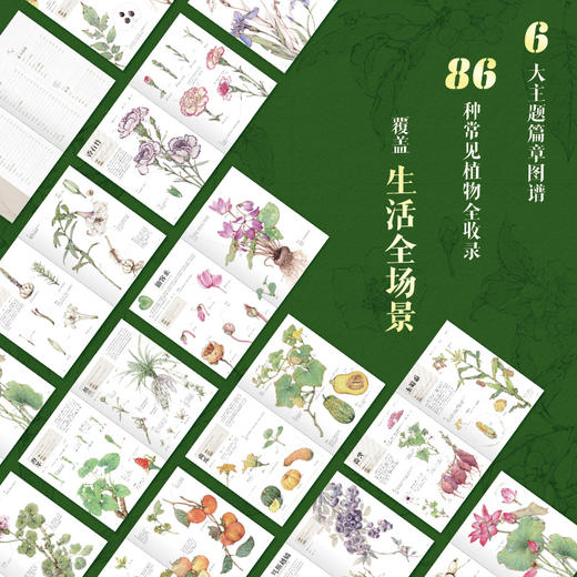 身边的植物观察图鉴（礼赠典藏版） 解锁多彩植物 来一场关于美的温柔邂逅 商品图1