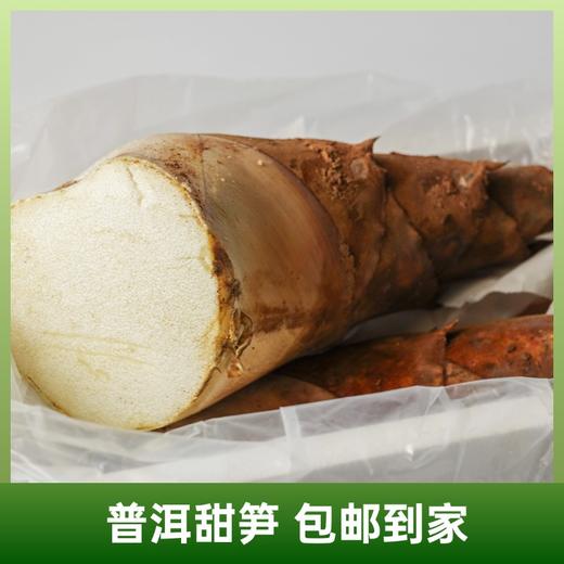 云南普洱甜笋 | 产自云南普洱深山 新鲜现挖可以生吃的水果笋 含大量纤维素回甜无渣 爽口鲜脆 无渣回甜 商品图6