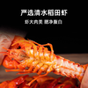 【到手3盒】渔家公秘制小龙虾 2026新虾 严选清水稻田虾 大师调味 活虾烧制 商品缩略图2