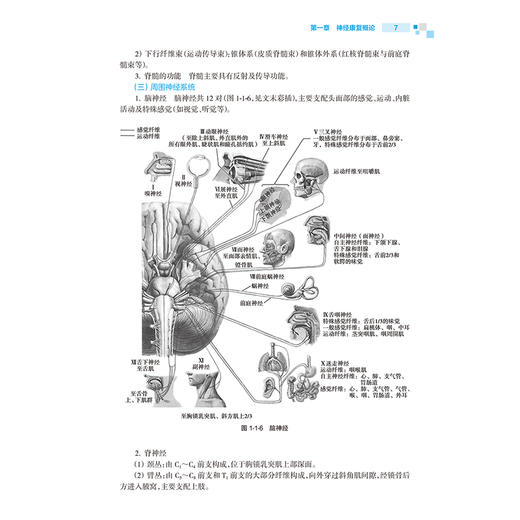 康复治疗师临床工作指南——神经疾患康复治疗技术 第2二版 刘惠林 胡昔权 主编 临床医学 9787117392105人民卫生出版社 商品图4