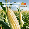 西域美农内蒙古白甜糯玉米280g*7根  中通 商品缩略图8