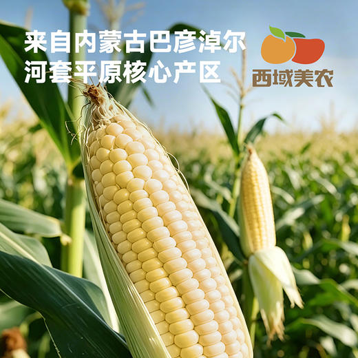 西域美农内蒙古白甜糯玉米280g*7根  中通 商品图8