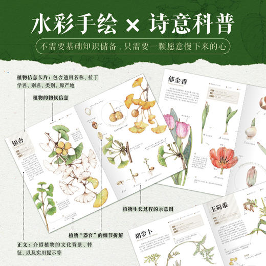 身边的植物观察图鉴（礼赠典藏版） 解锁多彩植物 来一场关于美的温柔邂逅 商品图2