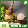 云南普洱甜笋 | 产自云南普洱深山 新鲜现挖可以生吃的水果笋 含大量纤维素回甜无渣 爽口鲜脆 无渣回甜 商品缩略图1