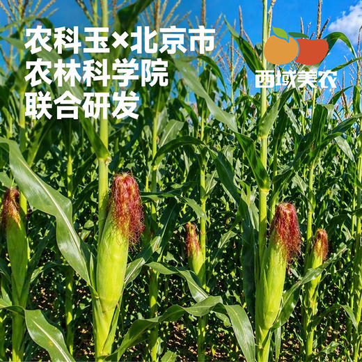 西域美农内蒙古白甜糯玉米280g*7根  中通 商品图1
