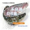 【浙团】千岛湖湖区五年网箱养殖白花鱼 商品缩略图0