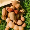 云南西双版纳甜酸角 200g*2袋 野生老树自然生长 手工采摘 颗颗精选 果肉酸甜厚糯 剥壳即食、泡茶、入菜，一果多吃 商品缩略图13