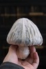 周五秒杀 / 2003年易武蘑菇沱生茶 纯干仓 稀缺货 纯正老易武味 250g/个 （数量有限，卖一个少一个） 商品缩略图0