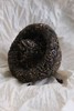 周五秒杀 / 2003年易武蘑菇沱生茶 纯干仓 稀缺货 纯正老易武味 250g/个 （数量有限，卖一个少一个） 商品缩略图2