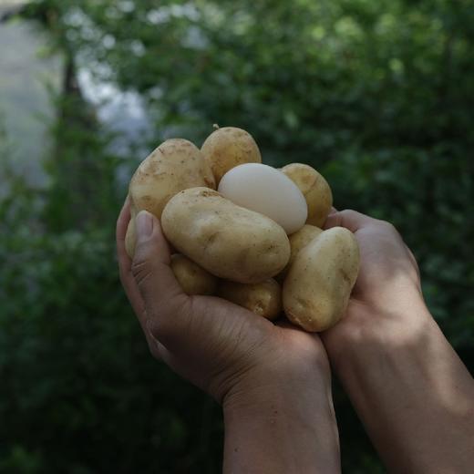 山坡上的鸡蛋小土豆 商品图0