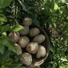 山坡上的鸡蛋小土豆 商品缩略图1