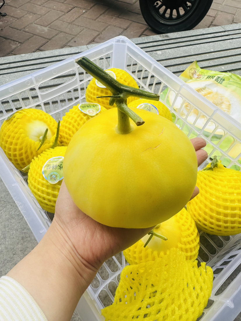 马连庄鎏金蜜瓜 特大瓜
