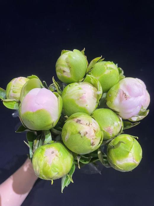 进口品种美国小姐芍药花5支 商品图9