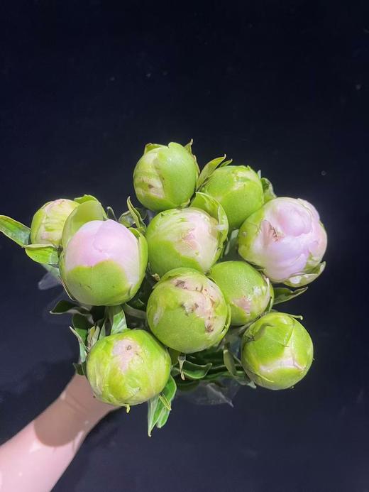 进口品种美国小姐芍药花5支 商品图10