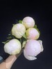 白衣天使芍药花5支 商品缩略图5