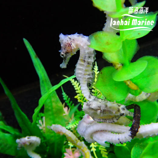 人工线纹海马-变异白 商品图5