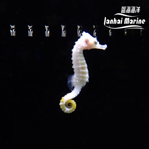 人工线纹海马-变异白 商品图1