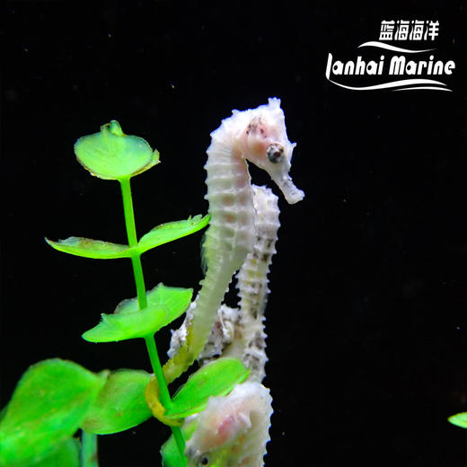 人工线纹海马-变异白 商品图6