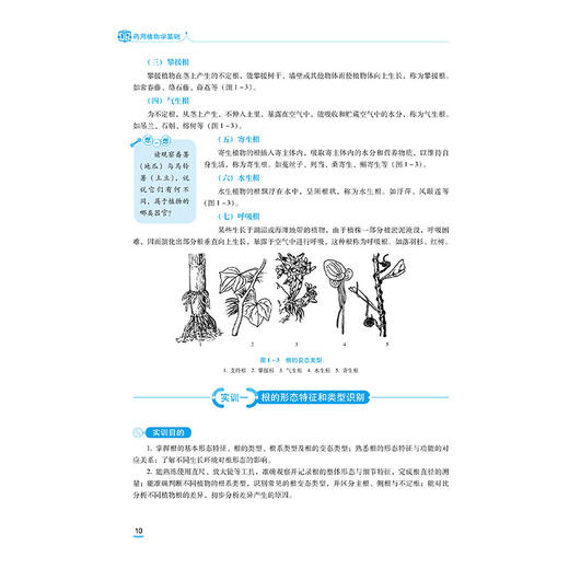 药用植物学基础 第4四版 李治昊 全国医药中等职业教育药学类十五五规划教材 供中药 中药制药及药剂相关专业用中国医药科技出版社 商品图4
