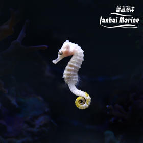 人工线纹海马-变异白