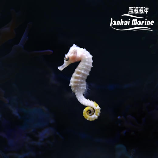 人工线纹海马-变异白 商品图0