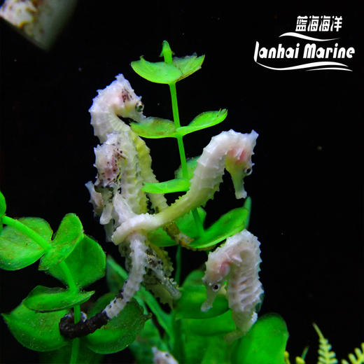 人工线纹海马-变异白 商品图4