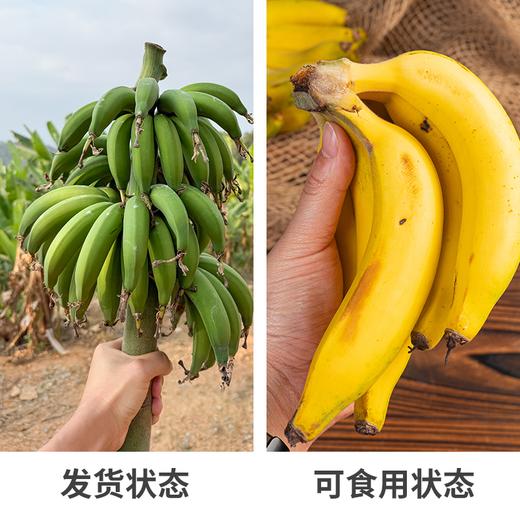 【排单发货】极客生态小香蕉丨农科院新品种，细腻无渣，焦香浓郁，放到出黑斑会更好吃。⭐圆通快递 商品图8