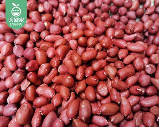 【第2份半价】姥家莱连城红衣花生米/1包（500g）生产日期 26年5月 商品图2