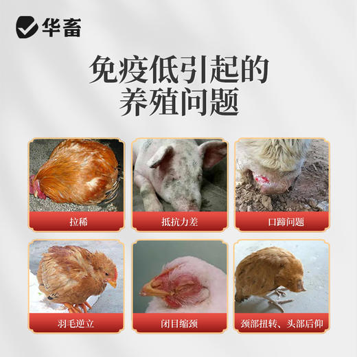 华畜兽用黄芪颗粒提高免疫力猪牛羊鸡鸭鹅抗应激补能量饲料添加剂 商品图1
