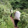 云南老品种纸皮干核桃 商品缩略图3