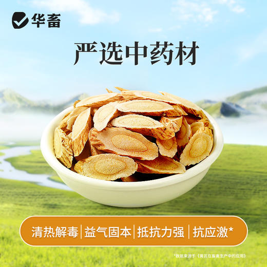 华畜兽用黄芪颗粒提高免疫力猪牛羊鸡鸭鹅抗应激补能量饲料添加剂 商品图2