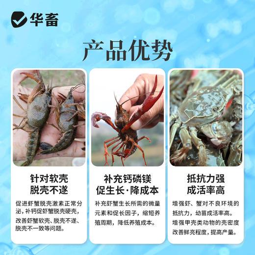 华畜虾蟹脱壳离子钙水产养殖干撒补钙脱壳素助长硬壳虾蟹硬壳宝 商品图2