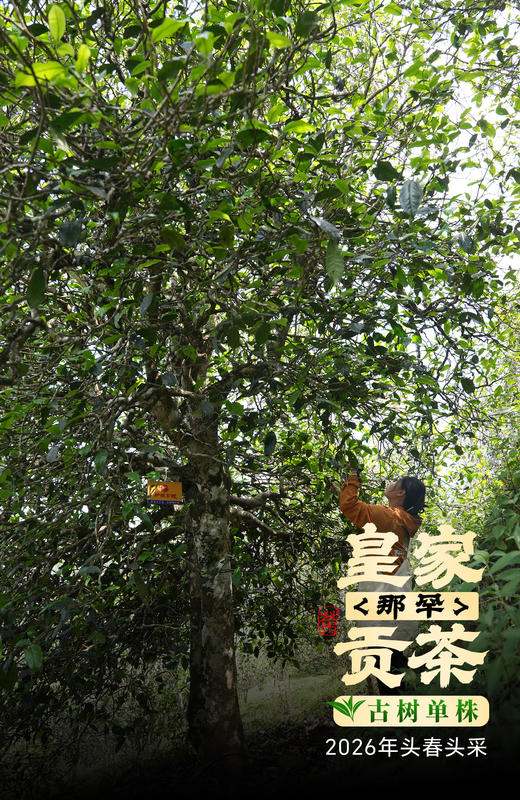 5月6日中午12点【中匠制团—那罕】轩辕古树2025年那罕超大古树制作这茶，看一眼便心生欢喜；喝一口，便懂什么叫“值得”。200克/团 4团/件 商品图1