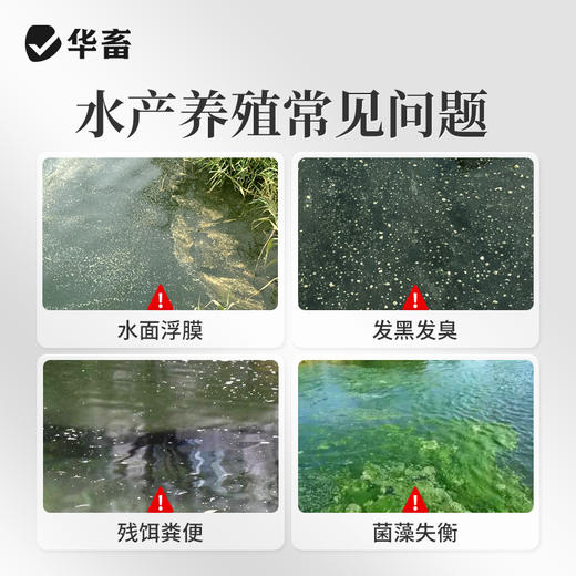 华畜枯草芽孢杆菌1000亿活菌水产养殖鱼虾蟹改底调水肥水净水调藻 商品图1