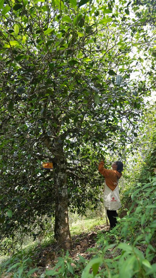 5月6日中午12点【中匠制团—那罕】轩辕古树2025年那罕超大古树制作这茶，看一眼便心生欢喜；喝一口，便懂什么叫“值得”。200克/团 4团/件 商品图8