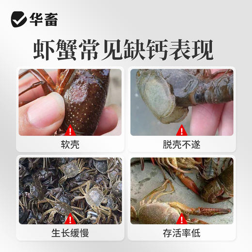 华畜虾蟹脱壳离子钙水产养殖干撒补钙脱壳素助长硬壳虾蟹硬壳宝 商品图1