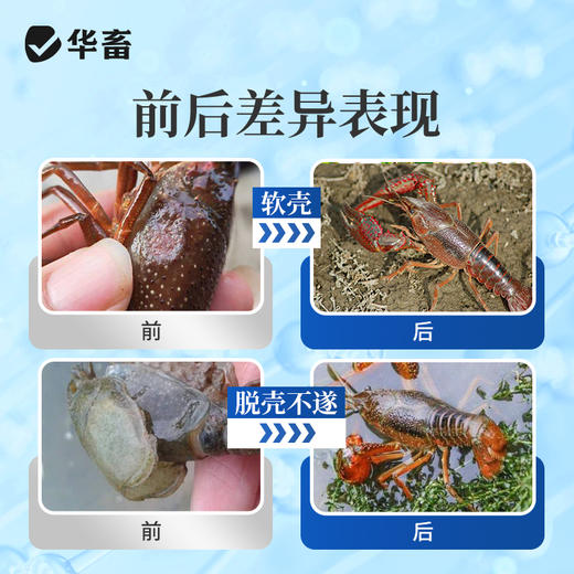 华畜虾蟹脱壳离子钙水产养殖干撒补钙脱壳素助长硬壳虾蟹硬壳宝 商品图3
