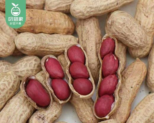 【第2份半价】姥家莱连城红衣花生米/1包（500g）生产日期 26年5月 商品图4